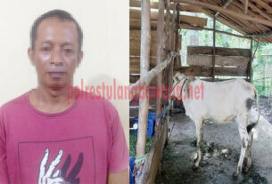 Buronan pelaku curat sapi di Kampung Catur Karya Buana Jaya berinisial SN als BR (43), yang berhasil ditangkap Tekab 308 Polres Tulang Bawang bersama Polsek Banjar Agung